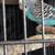 Parakeets 16 thumbnail