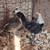 Pullets hen chickens 12 thumbnail