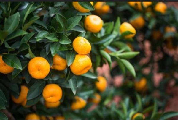 Grafted Orange Tree – Calamondin Orange | Plant City, FL | Licensed Nursery 1