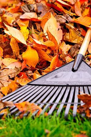 Yard clean up and other services 1