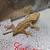 Crested Geckos 4 thumbnail