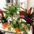 Healthy plant in a ceramic pot 7 thumbnail