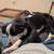 Found border collie mix pup 1 thumbnail