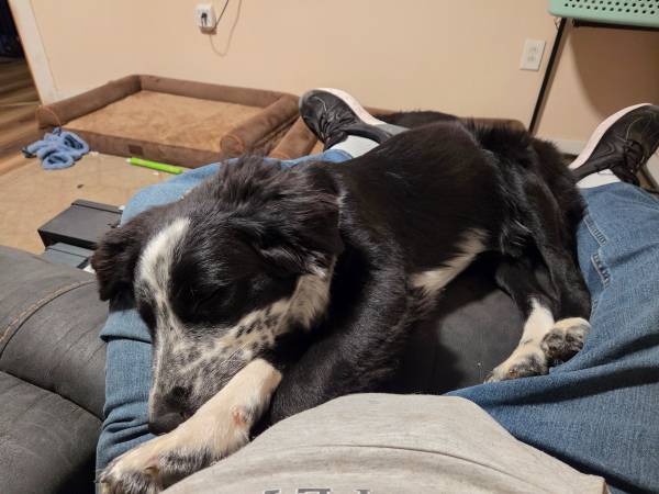 Found border collie mix pup 1