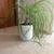 Plants!!! 2 thumbnail