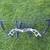BEAR COMPOUND BOW LEFT HANDED 1 thumbnail