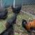 French Black Copper Marans chicks chick 4 thumbnail