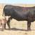 3-4-5 YR. Old ANGUS PAIRS 18 thumbnail