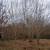 Chestnuts 18 thumbnail