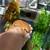 Crested gecko 3 thumbnail