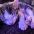 Kitten 8 weeks old 1 thumbnail