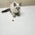 15 week old Lynx Point/Cream Mackerel Tabby kittens 2 thumbnail