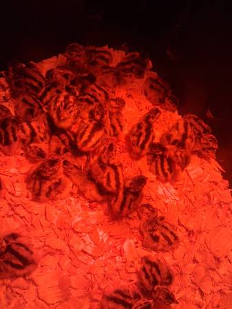 Ring-necked chicks 1