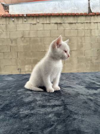 Playful Kittens Need Loving Homes (Los Angeles)63829899999873124