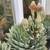 Spiral aloe (aloe polyphylla) succulents 4 thumbnail