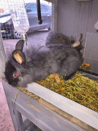Pet Bunny needs a new home 1