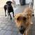 two dogs for adoption <3 3 thumbnail