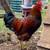 Rhode Island roosters 2 thumbnail