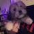 Lhasa apso 1 thumbnail