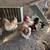 Chickens / chicks salmon Faverolle chicks 2 thumbnail