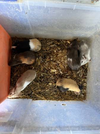guinea pigs (Altenburg)63688376590721124