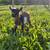 Bottle baby goats!! 6 thumbnail