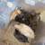 Chickens 3 thumbnail