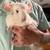 Albino Chinchilla 7 thumbnail