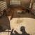Pigs 2 thumbnail
