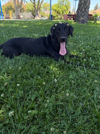 🚨 MISSING DOG – PLEASE HELP 🚨 1