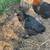 Pullets 3 thumbnail