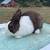 Dutch Rabbits Show and Pet Quality 6 thumbnail