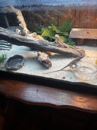 Bearded dragon babies (Galatia)63688376108419120