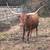 Texas Longhorn cows 1 thumbnail