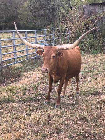 Texas Longhorn cows 1
