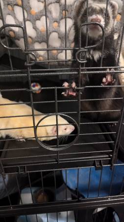Two ferrets, cage, and accessories63791636131457123