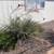 Free plants 3 thumbnail