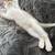 kittens 4 thumbnail