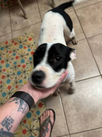 Female frenchie/terrier mix (New Brockton)63951475374211120