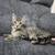 Kittens 2 thumbnail