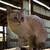 Pretty barn cat 2 thumbnail