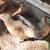 Various hens/gallinas 3 thumbnail