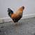 Rooster 2 thumbnail