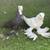 Fancy Pigeons 11 thumbnail