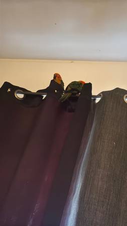 Jenday conure 1