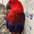 Ecletus female 10 thumbnail