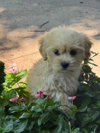 Rehoming maltipoo 1