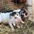 Kunekune Piglets 8 thumbnail