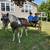 pony / horse 4 thumbnail