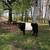 Miniature cattle 3 thumbnail